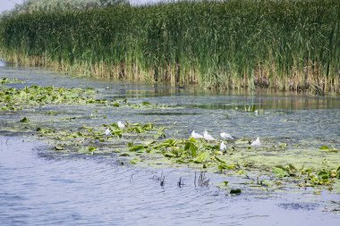 Romanya 'nın Tuna Deltası kentindeki su hattı, kuşlar, sazlıklar ve bitki örtüsü manzarası 