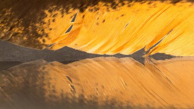 Renkli horoz tüy detayları ve yenilgileri ile 