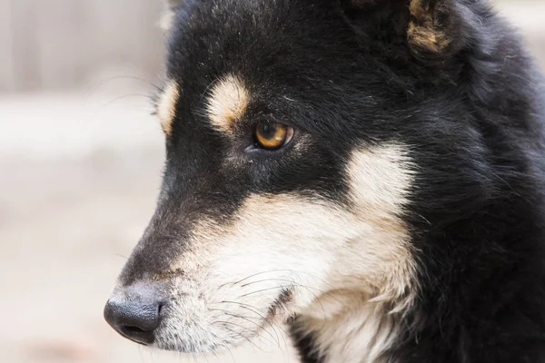 Mignon Petit Portrait Chien — Photo