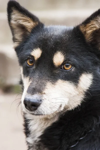 Mignon Petit Portrait Chien — Photo