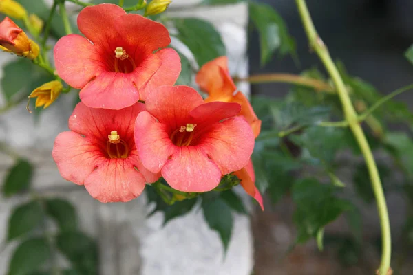 Campsis Radicans Çiçekli Bitki — Stok fotoğraf