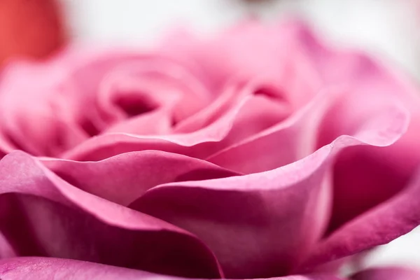 Rose Colorée Belle Délicate Avec Des Détails — Photo
