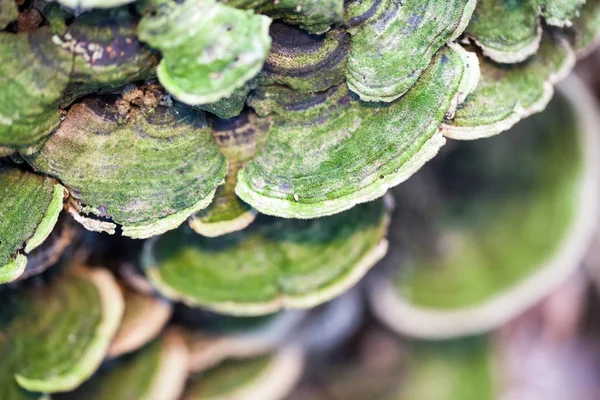 Champignons Arbre Colorés Sur Vieux Tronc Avec Fond Naturel Beaux — Photo