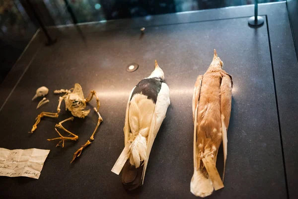英国伦敦 2015 自然史博物馆 从鸟科的详细信息 — 图库照片