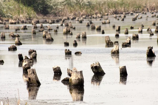 Flooded Tree Trunks Felled Trees Vegetation — Stock Photo, Image