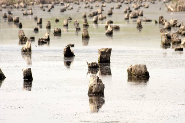 Flooded Tree Trunks Felled Trees Vegetation — Stock Photo, Image