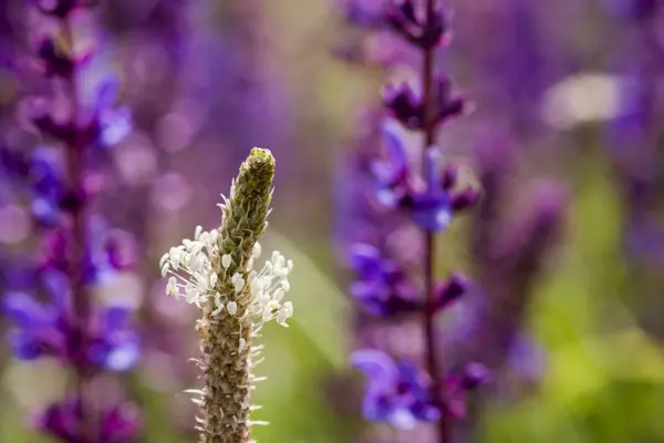 Flor Plátano Plantago Lanceolata Con Flores Azules Hierba Fondo — Foto de Stock