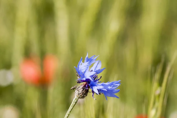 Bachelor Button Centaurea Cyanus Flower Wheat Filed — Stock Photo, Image