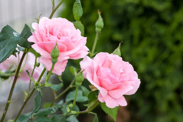 Bella Rosa Giardino — Foto Stock