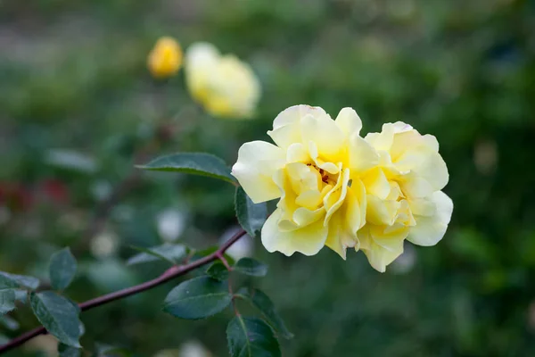 Bella Rosa Giardino — Foto Stock