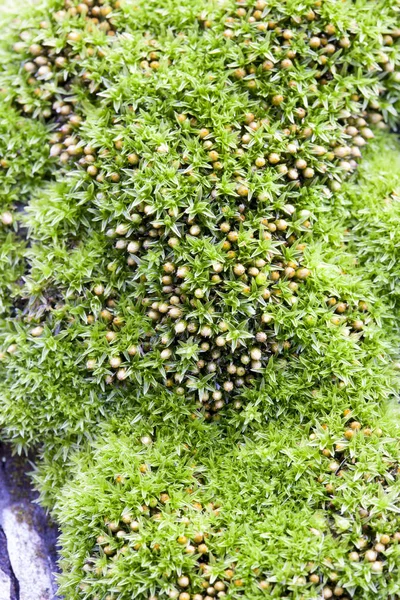 Green Moss Texture Background — Stock Photo, Image