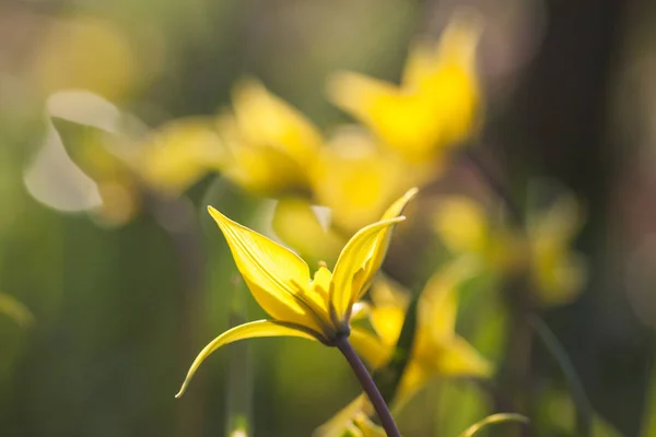 在其自然栖息地的黄色野生郁金香 Bieberstein 郁金香 — 图库照片