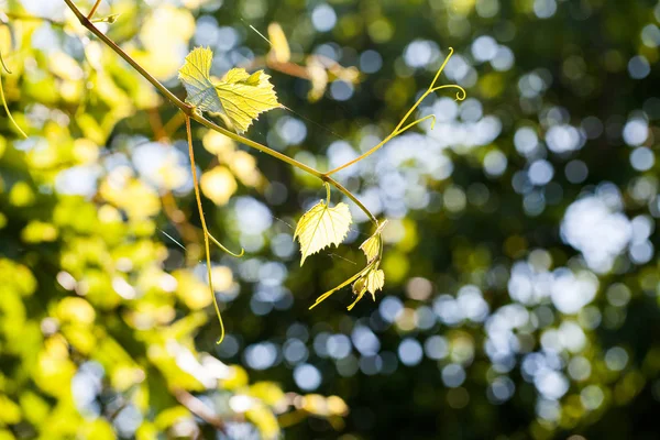 Grapevine Bud Het Vroege Voorjaar — Stockfoto