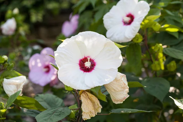 Hibiscus Moscheutos Красивые Цветы Ботаническом Саду — стоковое фото