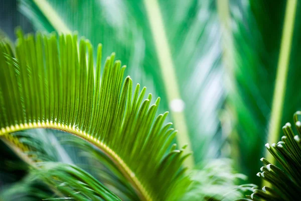 Cycas Revoluta Plant Details Botanical Garden Balchik Bulgaria — Stock Photo, Image