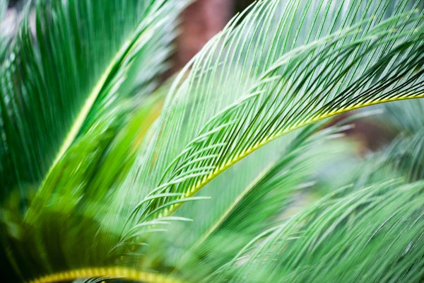 Cycas Revoluta Plant Details Botanical Garden Balchik Bulgaria — Stock Photo, Image