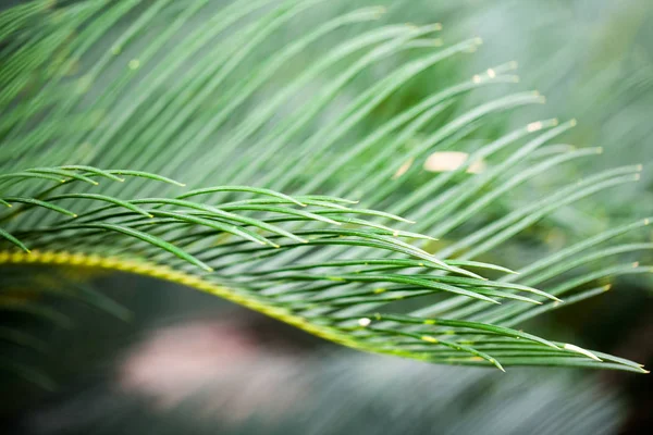 Cycas Revoluta Plant Details Botanical Garden Balchik Bulgaria — Stock Photo, Image