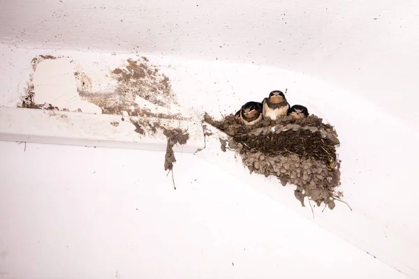 Swallow Cubs Nest — Stock Photo, Image