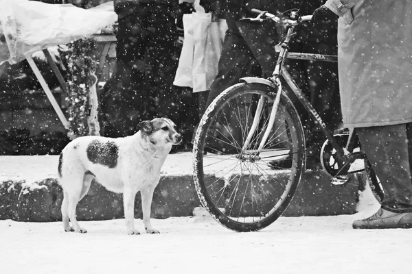 Zimní Městská Krajina Toulavý Pes — Stock fotografie