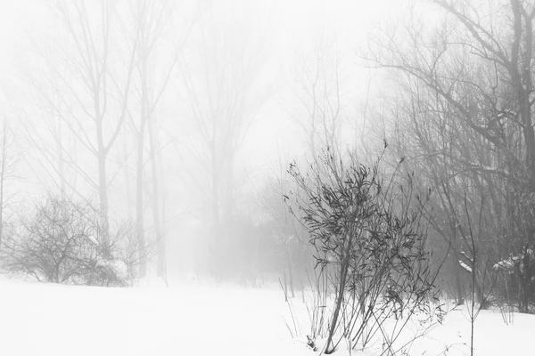 有雾的公园里的冬季风景 — 图库照片