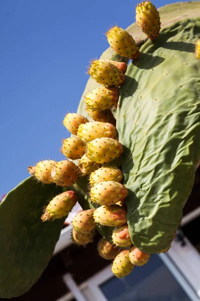 在炎热的夏日水果仙人掌植物 — 图库照片