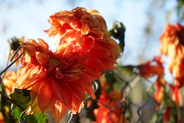 Почти Высохший Цветок Dahlia Variabilis Осенью — стоковое фото