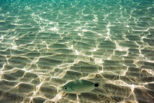 Underwater Textur Och Fauna Joniska Havet Zakynthos Grekland — Stockfoto