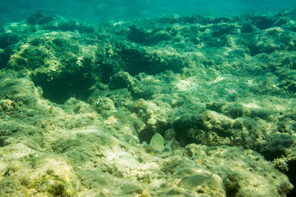 Underwater Textur Och Fauna Joniska Havet Zakynthos Grekland — Stockfoto