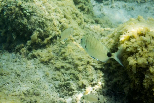 Underwater texture and fauna in Ionian sea, Zakynthos, Greece