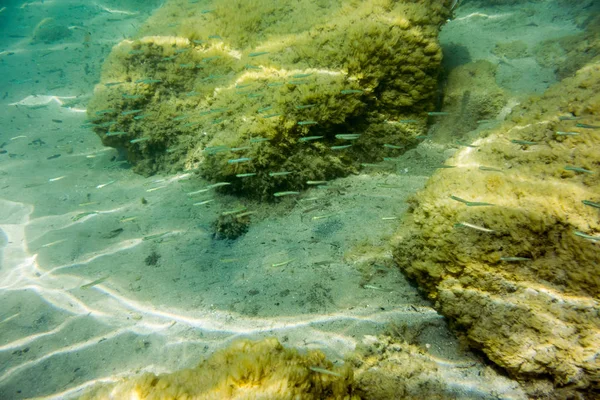 Textura Submarina Fauna Mar Jónico Zakynthos Grecia — Foto de Stock