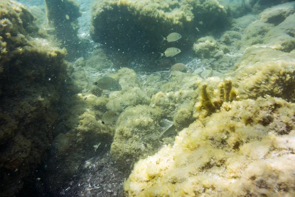 Underwater texture and fauna in Ionian sea, Zakynthos, Greece