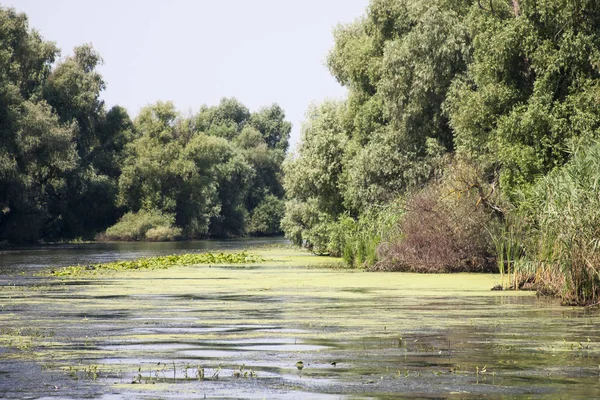 Landscape Waterline Birds Reeds Vegetation Danube Delta Romania — Stock Photo, Image