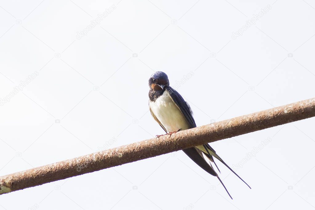 Swallow bird on a wire