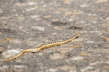 Vipera ammodytes ammodytes, burun boynuzlu engerek