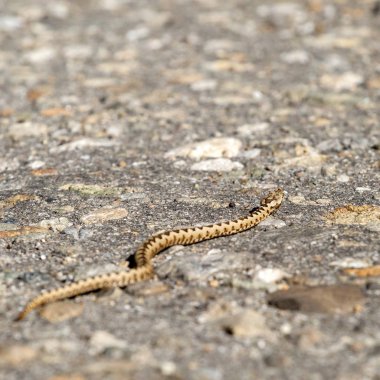 Vipera ammodytes ammodytes, burun boynuzlu engerek