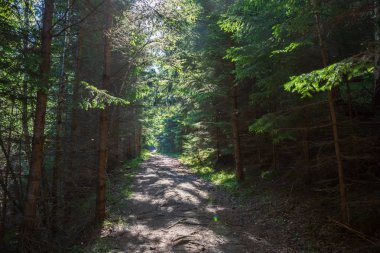 Retezat Ulusal Parkı, Hunedoara Bölgesi, Karpat Dağları, Romanya