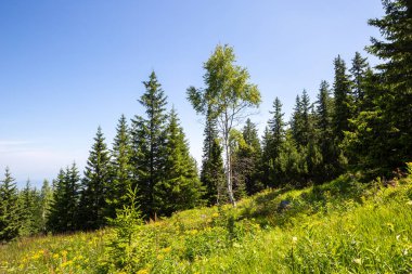Retezat Ulusal Parkı, Hunedoara Bölgesi, Karpat Dağları, Romanya