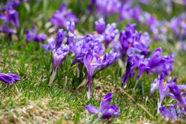 Crocus heuffelianus, dağlarda güzel çiçekler
