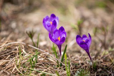 Crocus heuffelianus, dağlarda güzel çiçekler