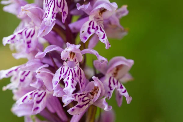 Orchis Purpurea, wild orchid in nature