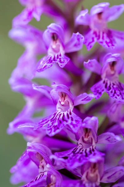 Orchis Purpurea Wild Orchid Nature — Stock Photo, Image