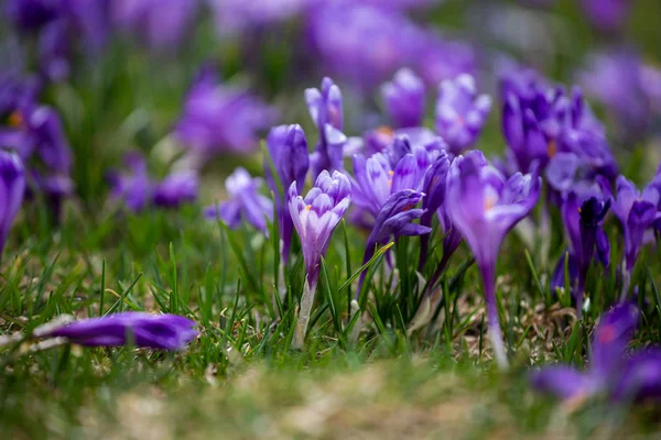 Krokus Heuffelianus Piękne Kwiaty Górach — Zdjęcie stockowe