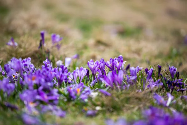 Crocus Heuffelianus Krásné Květiny Horách — Stock fotografie