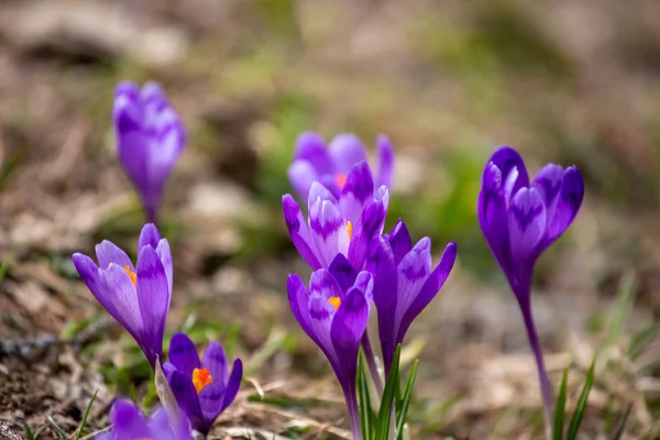 Crocus Heuffelianus Krásné Květiny Horách — Stock fotografie