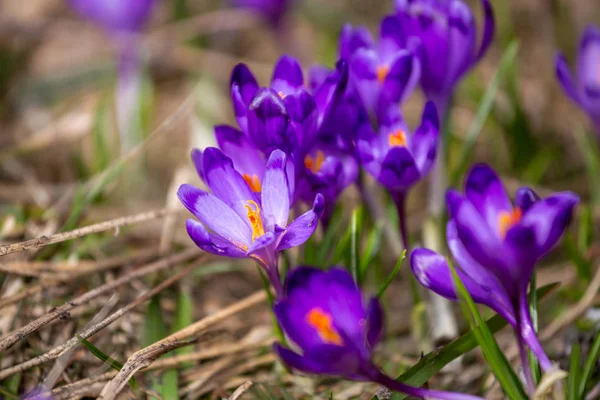 Crocus Heuffelianus Krásné Květiny Horách — Stock fotografie