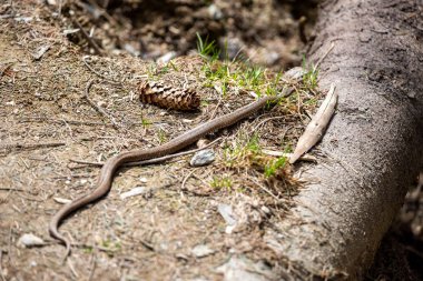 Vipera berus, Avrupa'nın ortak toplayıcısı