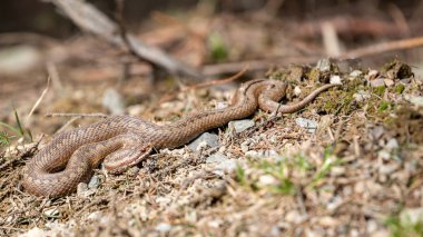 Vipera berus, Avrupa'nın ortak toplayıcısı