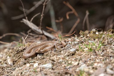 Vipera berus, Avrupa'nın ortak toplayıcısı