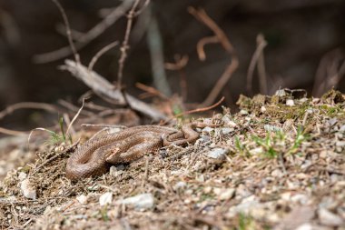 Vipera berus, Avrupa'nın ortak toplayıcısı