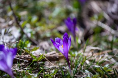 Crocus heuffelianus, dağlarda güzel çiçekler
